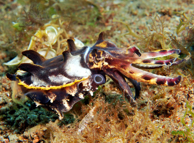 17_Flambuoyant Cuttlefish.jpg